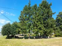 Dzieci czytające na polanie