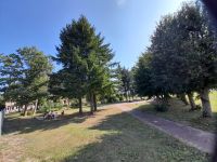 Dzieci czytające na polanie