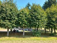 Dzieci czytające na polanie